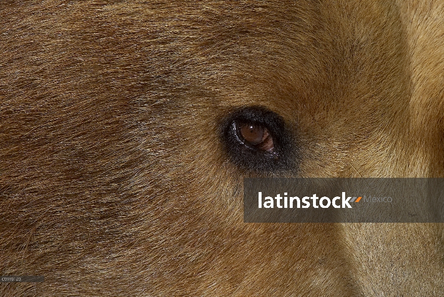 Retrato del oso pardo (Ursus arctos horribilis), nativa de América del norte