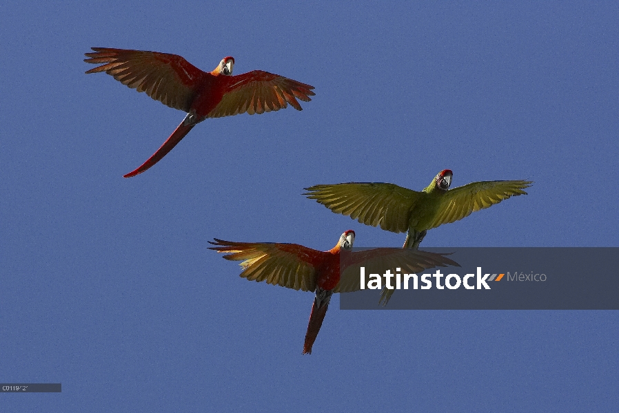 Azul y amarillo guacamayo (Ara ararauna) volando con par de Guacamaya roja (Ara macao), nativa de Am