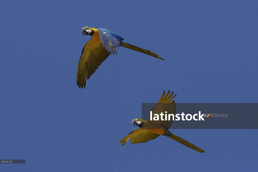 Azul y par de guacamayo amarillo (Ara ararauna), nativa de América del sur