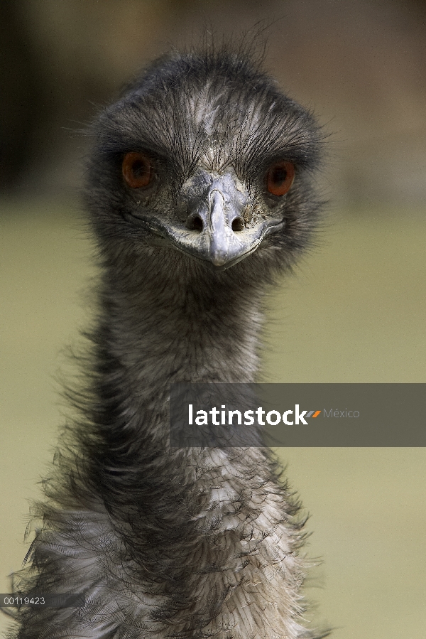 Retrato del Emú (Dromaius novaehollandiae), nativo a Australia