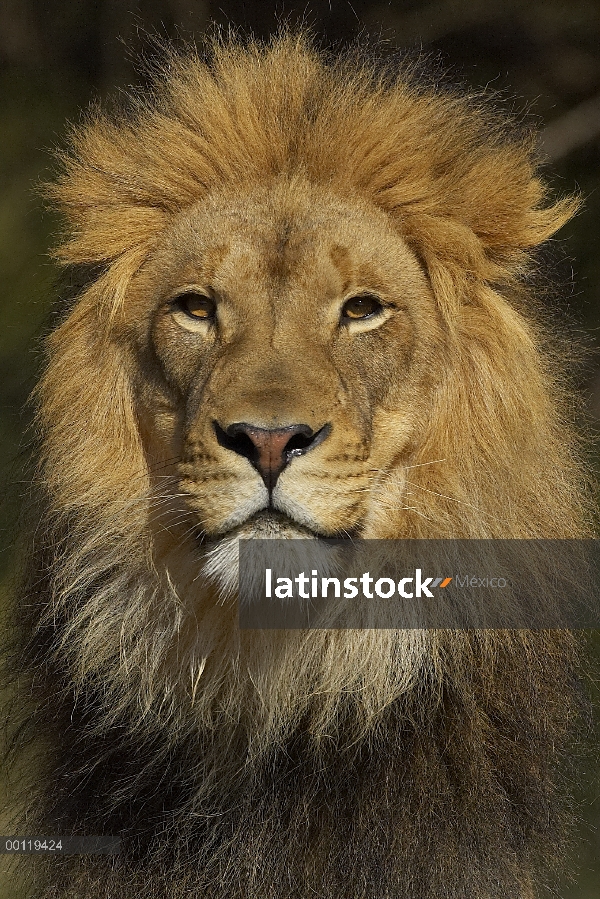 Retrato de macho León africano (Panthera leo), amenazado, nativo de África