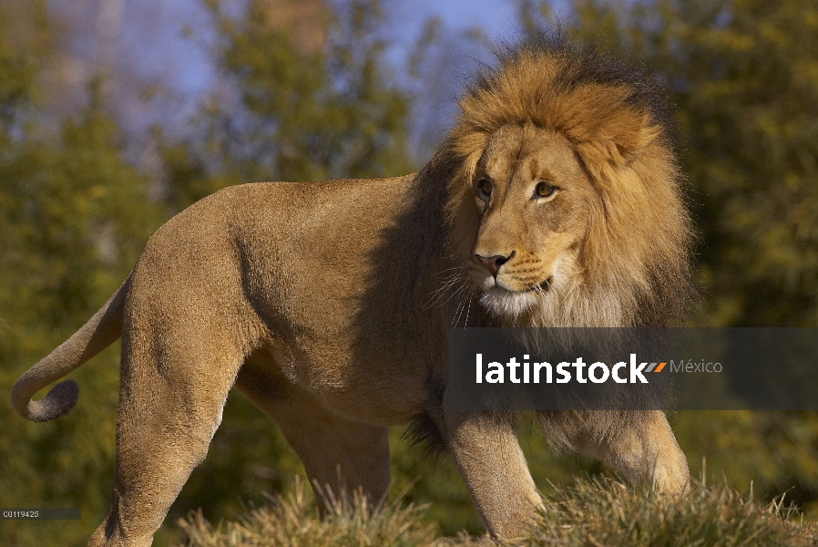 Retrato de macho León africano (Panthera leo), amenazado, nativo de África