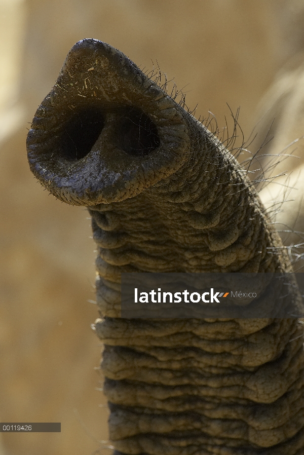 Detalle de tronco de elefante africano (Loxodonta africana) mostrando las fosas nasales, amenazadas,