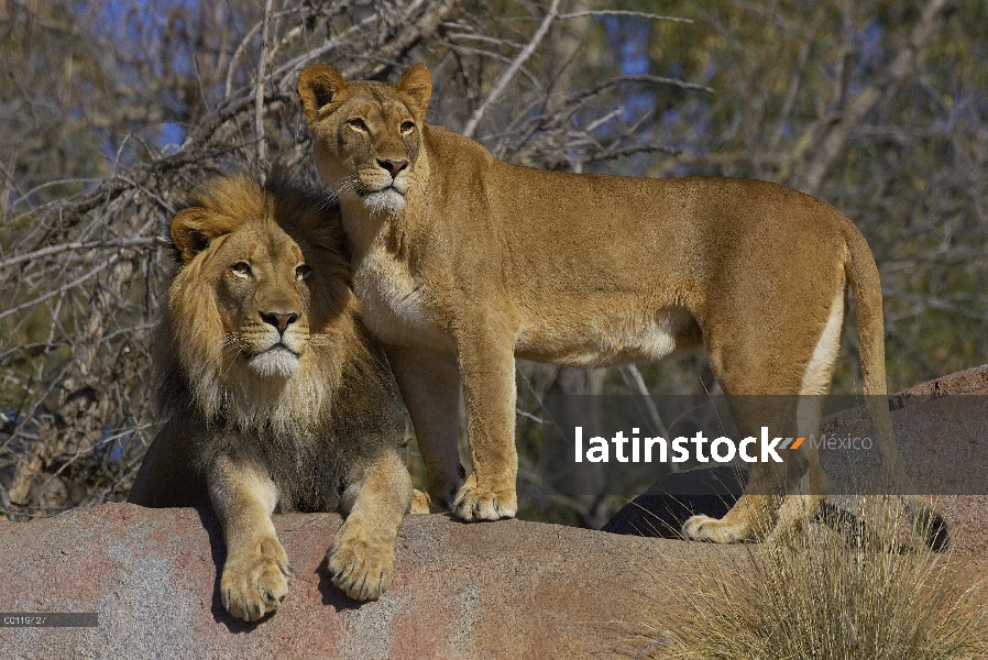 León africano (Panthera leo) macho y Leona africana, amenazado, nativo de África