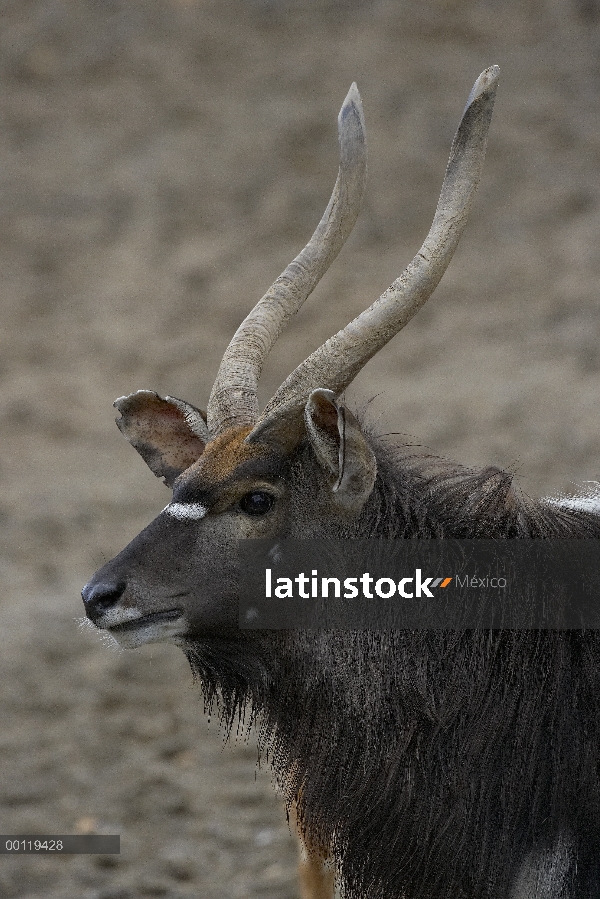 Retrato masculino de sitatunga (Tragelaphus spekii), nativo de África