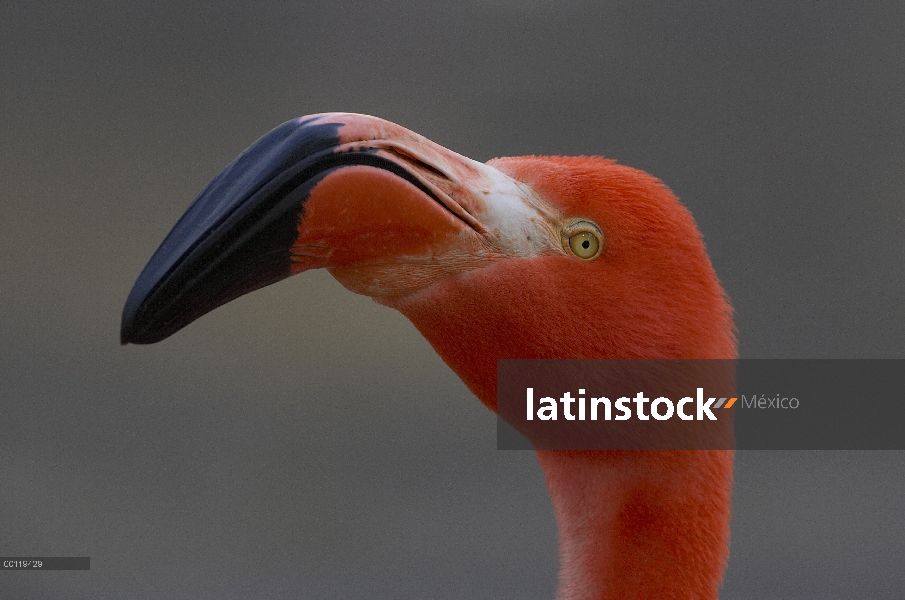 Mayor porrait de flamenco (Phoenicopterus ruber), nativa de América del sur, Asia y África