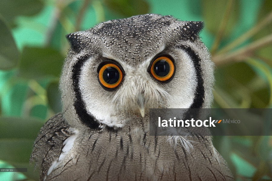 Retrato de buho de cariblanco (Ptilopsis granti) sur, nativa de África meridional