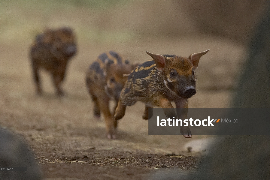 Lechones de cerdo rojo de río (Potamochoerus porcus) funcionando, nativo de África