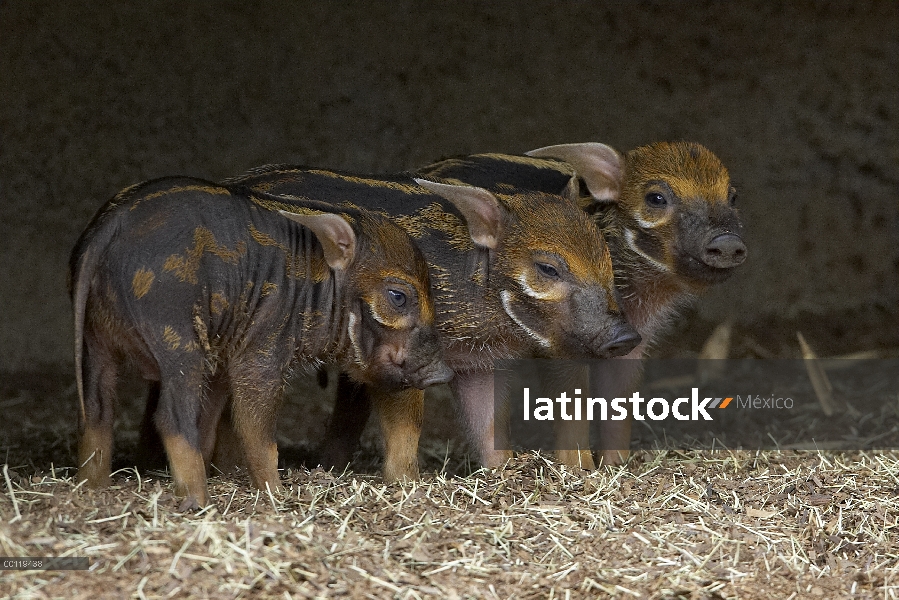 Tres lechones de cerdo rojo de río (Potamochoerus porcus), nativos de África