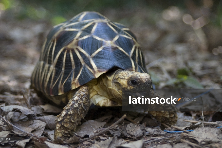 Tortuga estrella de Birmania (Geochelone platynota), críticamente en peligro de extinción nativa de 