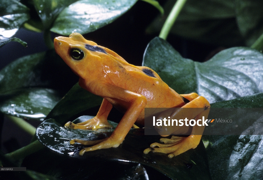 Rana Dorada de Panamá (Atelopus zeteki), extinción de especies nativas de Panamá