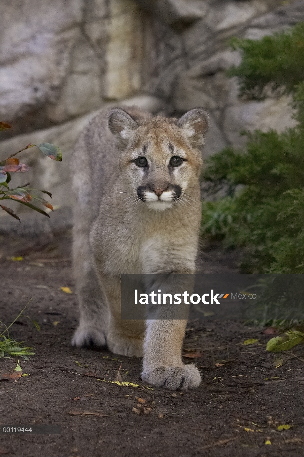 Cub del León de montaña (Puma concolor) caminar, parque zoológico de San Diego, California