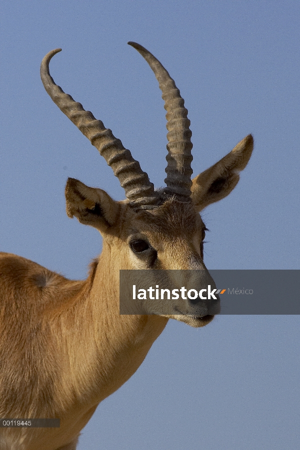 Retrato de gacelas (Gazella subgutturosa) Goitered, amenazado de la especie nativa de Asia y Medio O