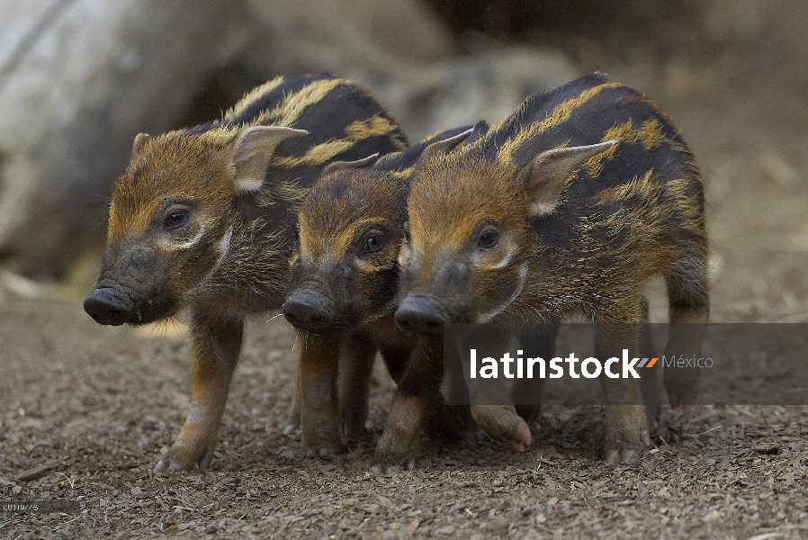 Trío de lechones de cerdo rojo de río (Potamochoerus porcus), un cerdo bush altamente social nativo 