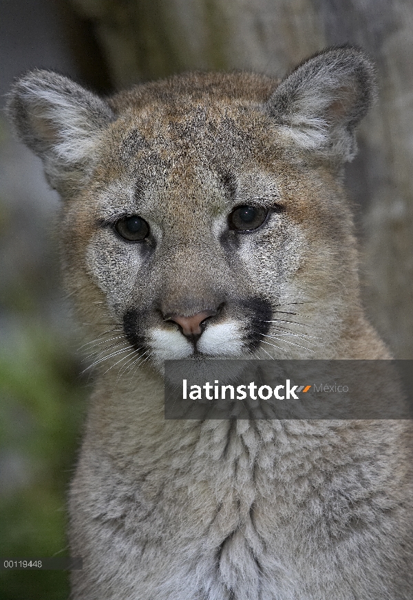 Cachorro de León de montaña (Puma concolor), parque zoológico de San Diego, California