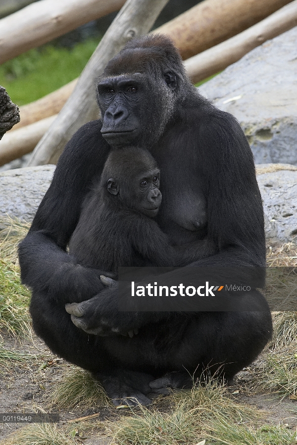 Gorila occidental (Gorilla gorilla gorilla) madre y el bebé, nativo de África, zoológico de San Dieg