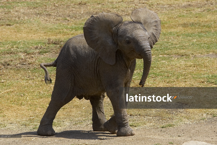 Becerro del elefante africano (Loxodonta africana), especies nativas de África, San Diego Zoo Safari