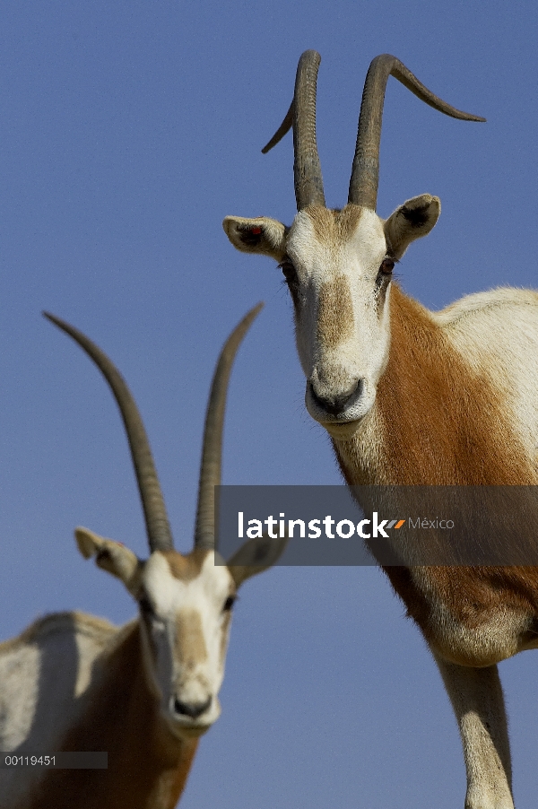 Cuernos de Cimitarra Oryx (Oryx dammah) par, nativa de África del norte, extinto en el salvaje, San 