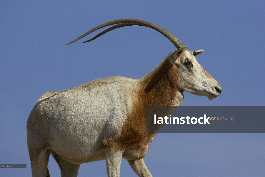 Cuernos de Cimitarra Oryx (Oryx dammah) adulto, nativa de África del norte, extinto en el salvaje, S