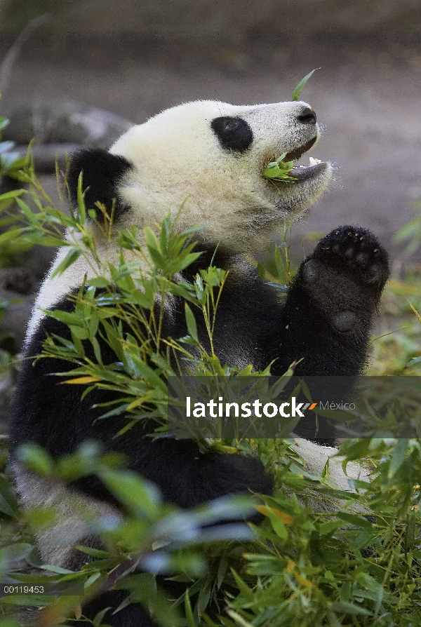 Panda gigante (Ailuropoda melanoleuca) comiendo bambú, en peligro de extinción nativa de China, zool