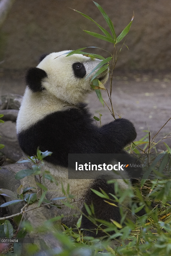 Panda gigante (Ailuropoda melanoleuca) comiendo bambú, en peligro de extinción nativa de China, zool