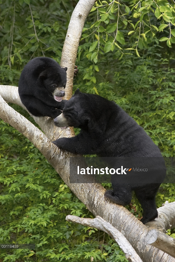 Oso del sol (malayanus de Helarctos) par subir árbol, nativo de Indonesia, zoológico de San Diego, C