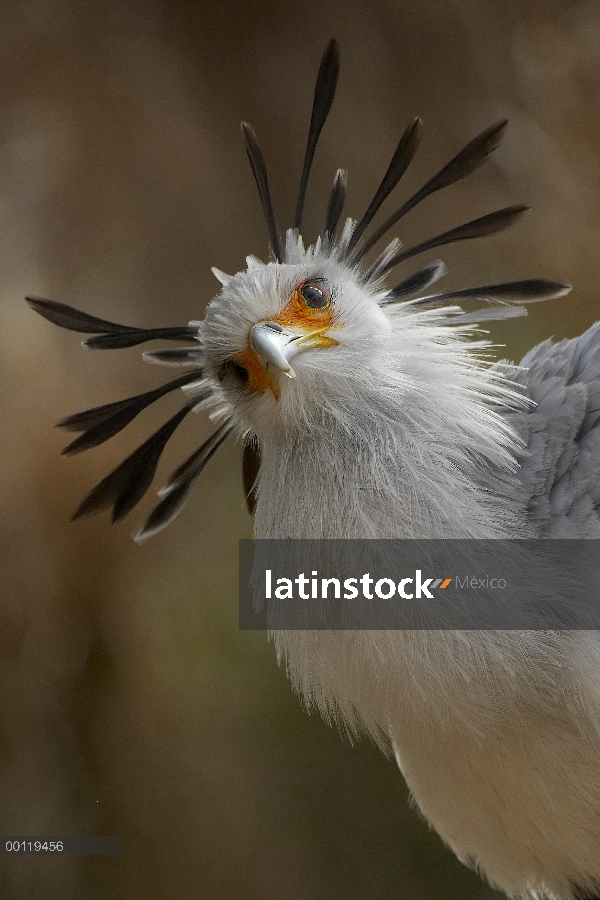 Retrato de pájaro Secretario (Sagittarius serpentarius), nativo de África, zoológico de San Diego, C