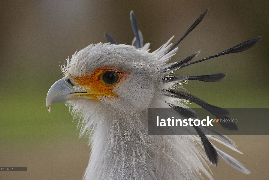 Retrato de pájaro Secretario (Sagittarius serpentarius), nativo de África, zoológico de San Diego, C