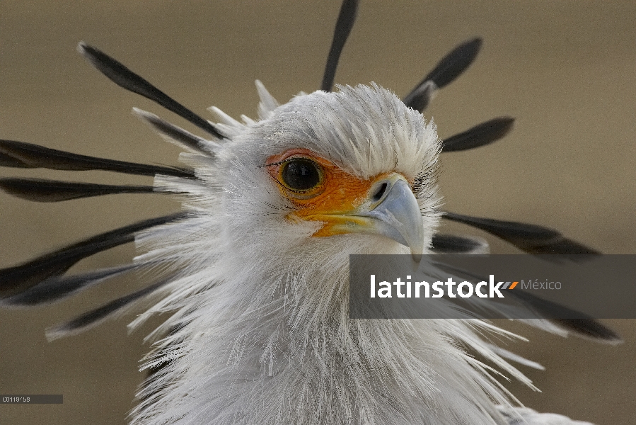 Retrato de pájaro Secretario (Sagittarius serpentarius), nativo de África, zoológico de San Diego, C