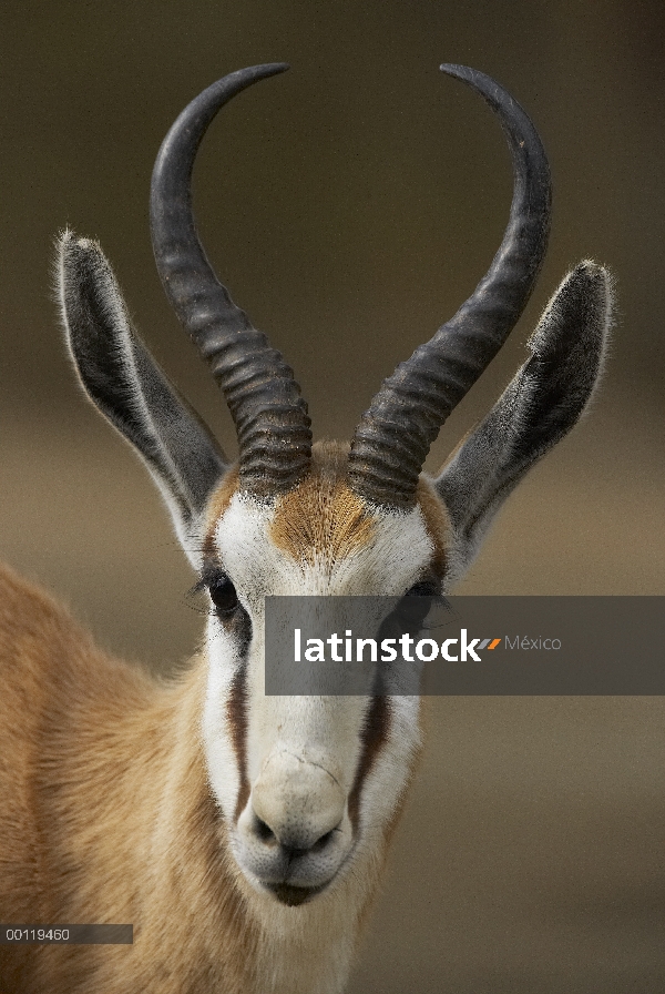 Retrato de Springbok (Antidorcas marsupialis), nativo de África, zoológico de San Diego, California