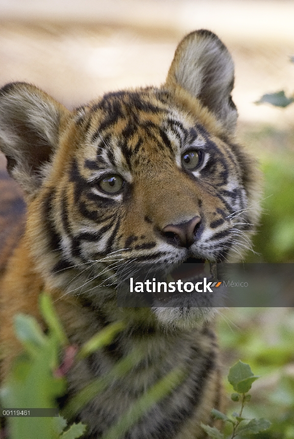 Cachorro de tigre (Panthera tigris sumatrae) de Sumatra, especie en peligro de extinción nativa de S