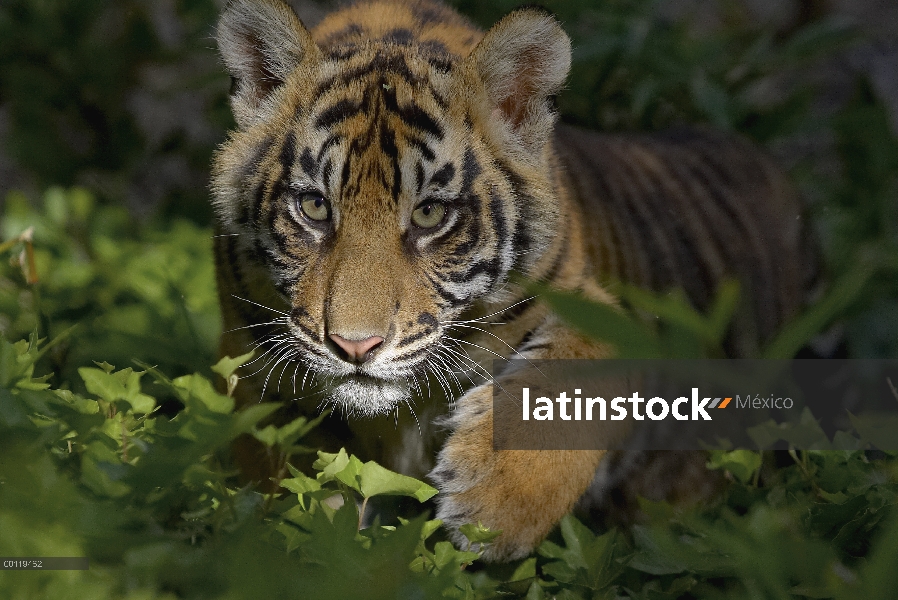 Cachorro de tigre (Panthera tigris sumatrae) de Sumatra, especie en peligro de extinción nativa de S