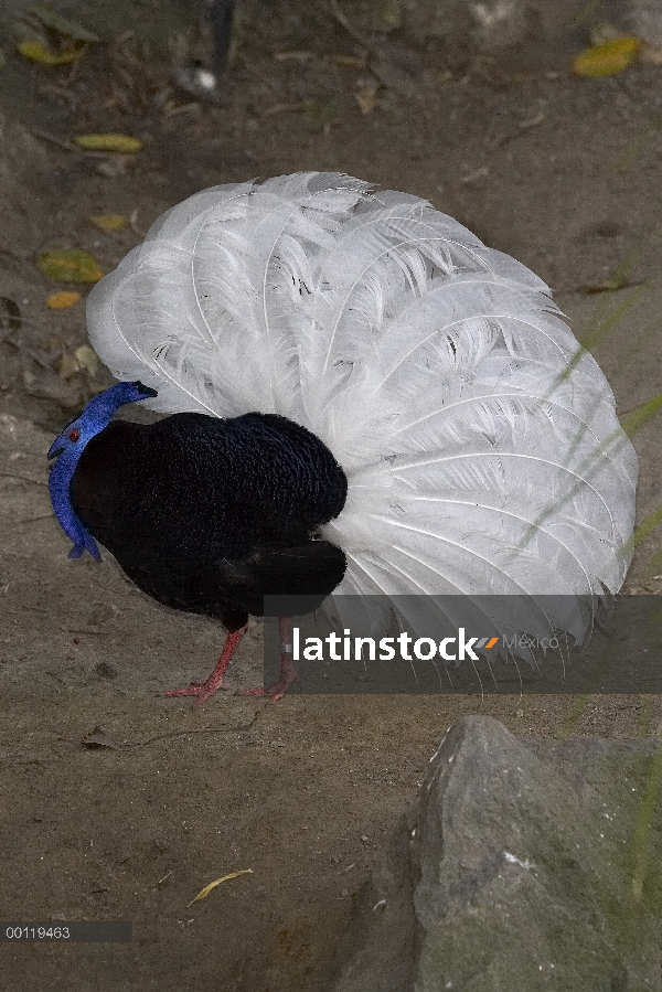 Faisán de Petrel de Bulwer (Lophura bulweri) masculino mostrando, amenazadas nativas de Indonesia, S