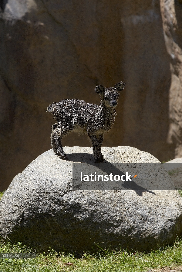 Bebé de Klipspringer (Oreotragus oreotragus), nativo de África, zoológico de San Diego, California