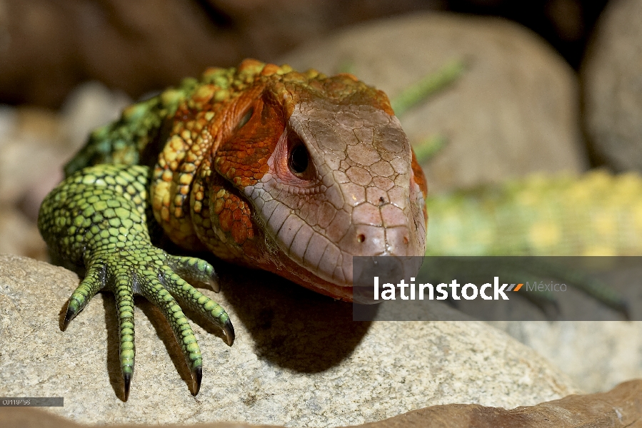 Retrato de Guyana Caiman Lagarto (Dracaena guianensis), originaria de Guyana, parque zoológico de Sa