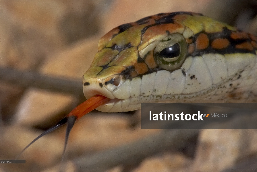 Twig serpiente (Thelotornis capensis) chasquea la lengua, nativa de África del sur, parque zoológico