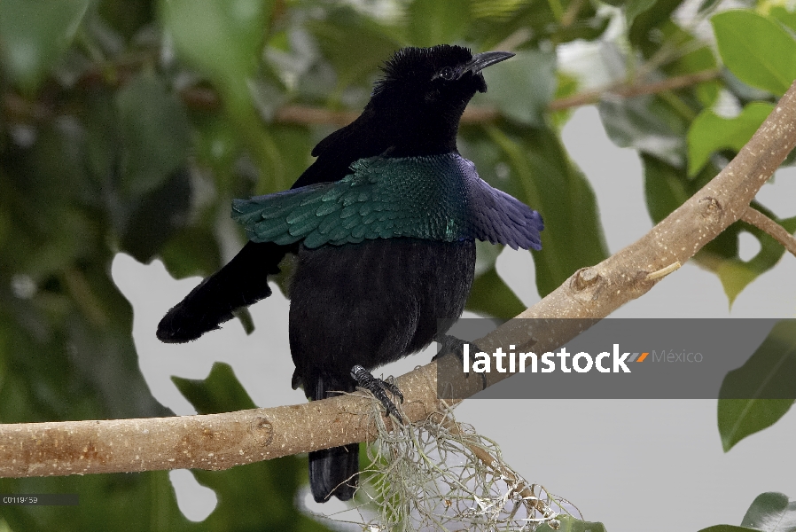 Excelente macho de ave de paraíso (Lophorina superba) mostrando, nativa de Nueva Guinea, zoológico d