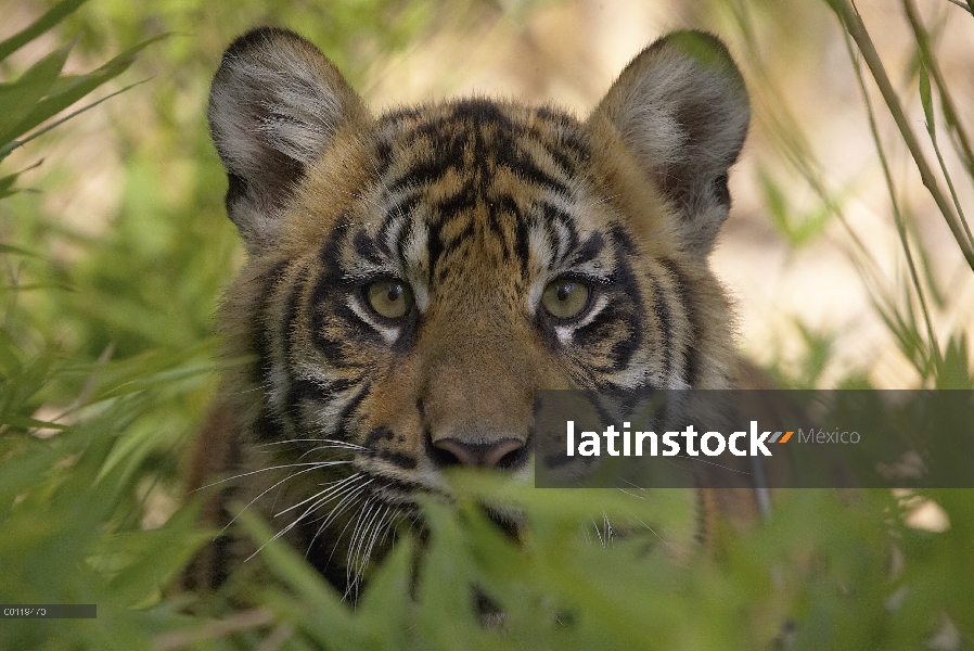 Cachorro de tigre (Panthera tigris sumatrae) de Sumatra a través de la hierba, en peligro de extinci