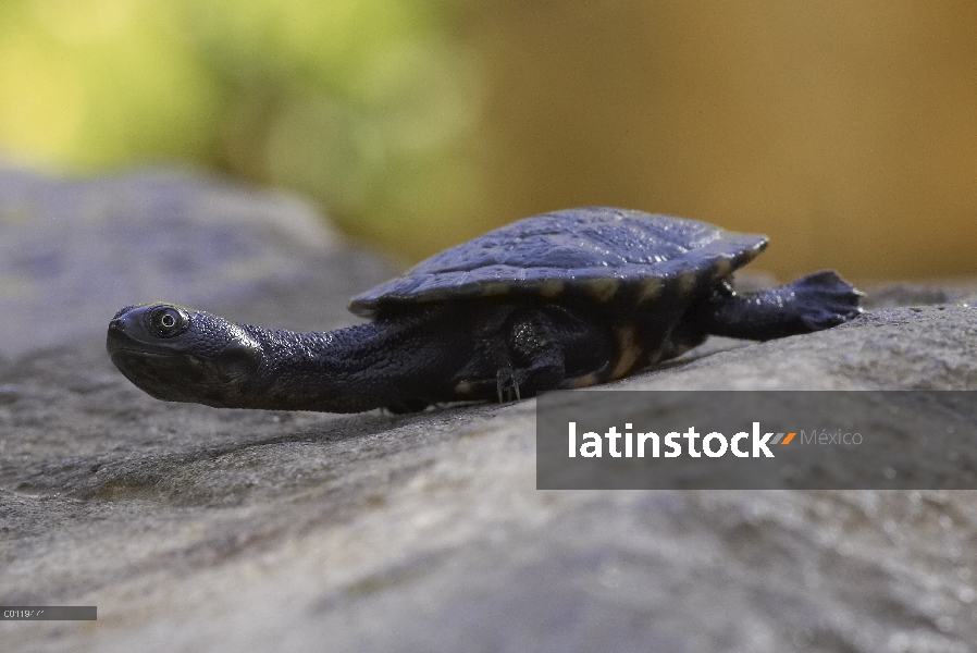 Adulto de Tortuga cuello de serpiente de la isla (Chelodina mccordi) roti, críticamente en peligro d