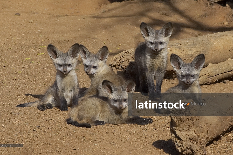 Orejas de murciélago Grupo Fox (Otocyon megalotis) de cinco cachorros, nativos de África, San Diego 