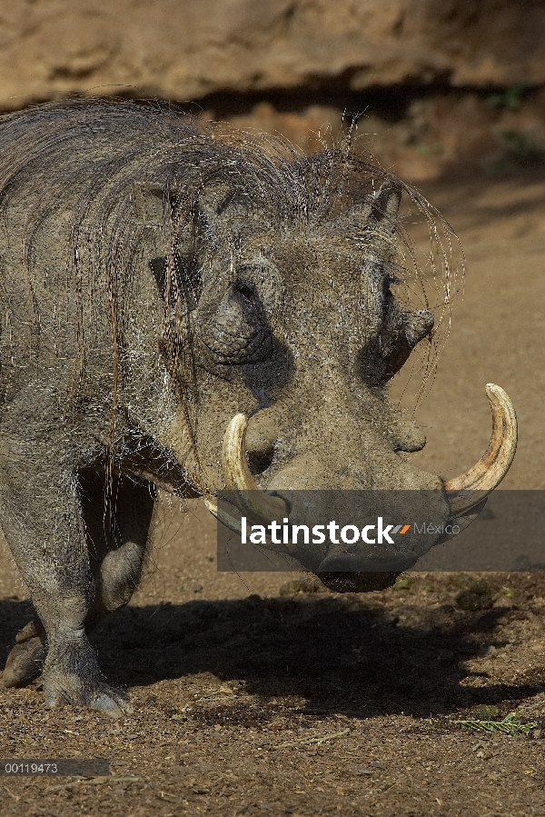 Retrato de Warthog (Phacochoerus africanus), nativo de África, San Diego Zoo Safari Park, California