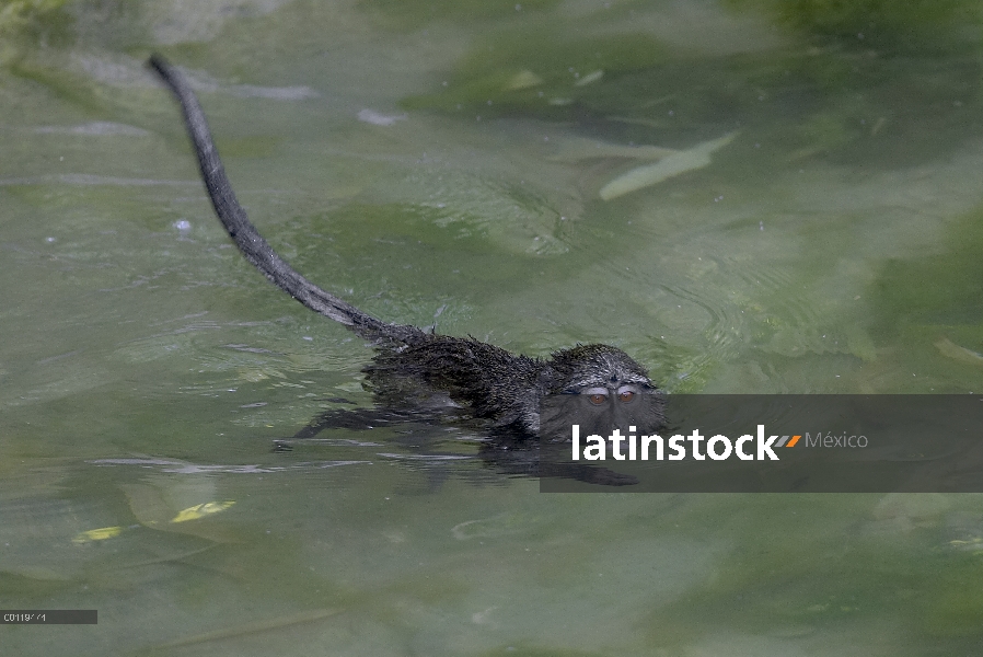 Natación de mono del pantano (Allenopithecus nigroviridis) de Allen, nativo de Congo, parque zoológi