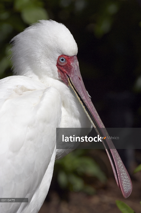 Retrato de la espátula Africana (Platalea alba), nativo de África, San Diego Zoo Safari Park, Califo