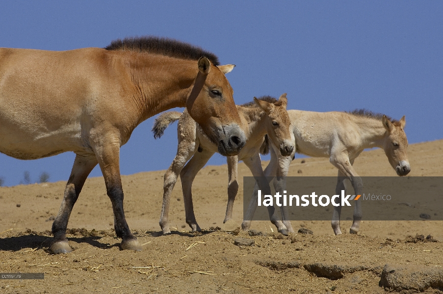 Caballo de Przewalski (przewalskii del ferus de Equus) adulto con dos crias, en peligro de extinción