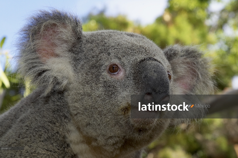 Retrato de Koala (cinereus de Phascolarctos), originario de Australia, zoológico de San Diego, Calif