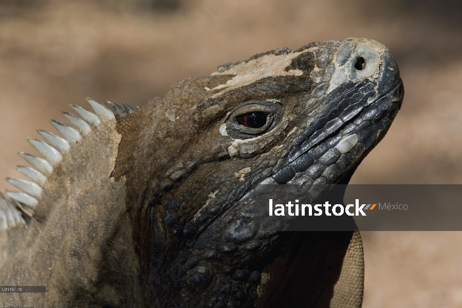 Retrato de la Iguana cubana (Cyclura nubila), nativo de Cuba, parque zoológico de San Diego, Califor