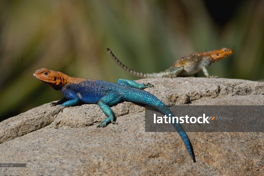 Cabeza roja Rock Agama (agama Agama) macho y hembra, originaria de África, zoológico de San Diego, C