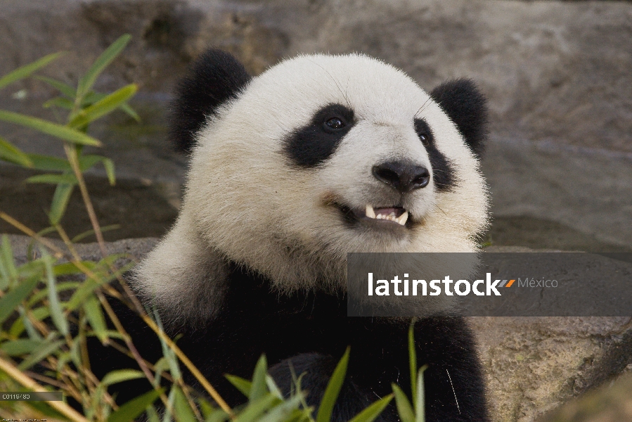 Retrato del Panda gigante (Ailuropoda melanoleuca), especies en peligro de extinción nativas de Chin