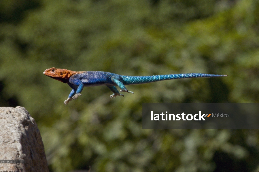 Cabeza roja macho de Rock Agama (agama Agama) saltando en la roca, originaria de África, zoológico d