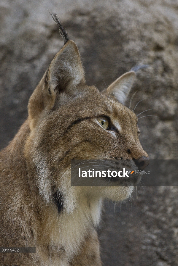 Retrato del lince eurasiático (lince del lince), nativo de Europa y Siberia, parque zoológico de San